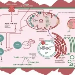 Unlock Cellular Potential The Science of Redox Signaling