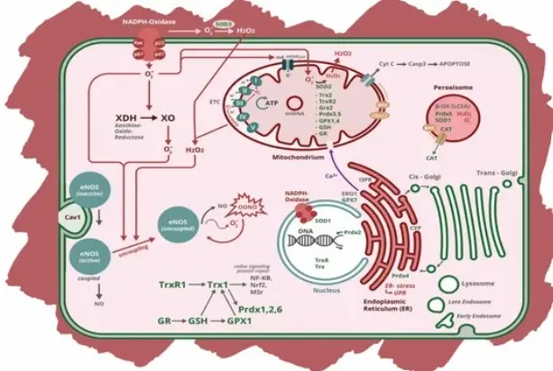 Unlock Cellular Potential The Science of Redox Signaling