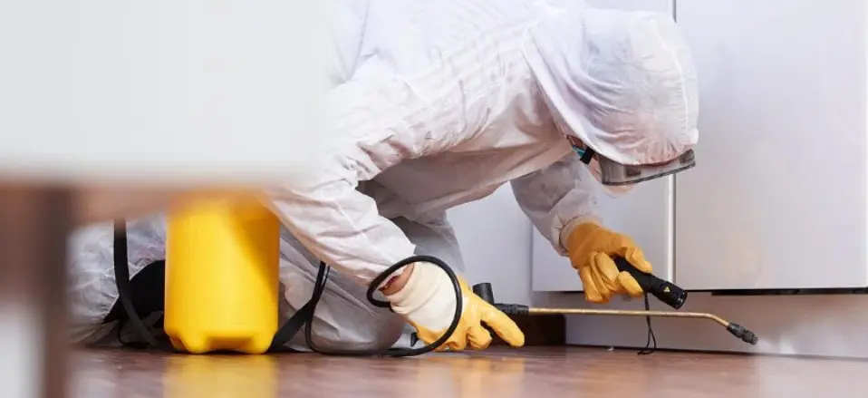 Expert Pest Control Services in Sydney and Gold Coast